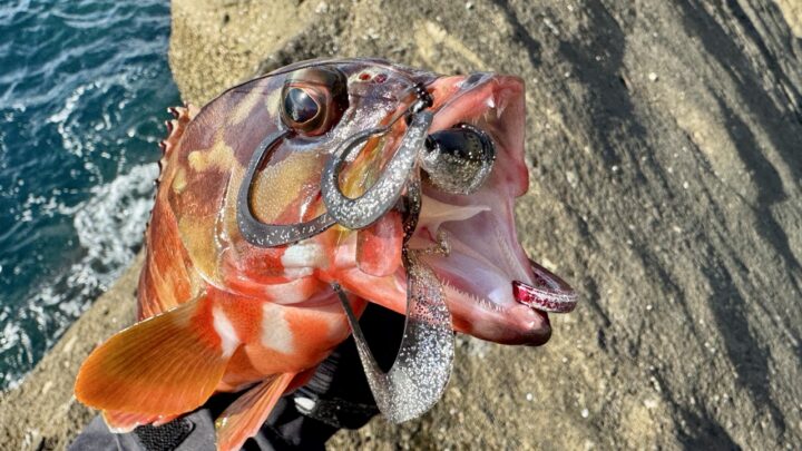 ハフーア メガで釣れた四国・太平洋のアカハタ