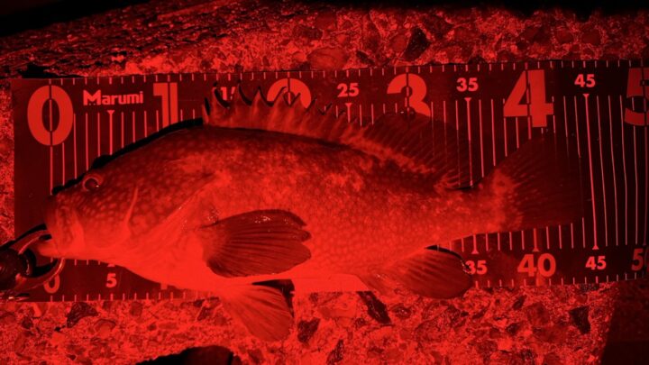 赤色LEDは水中で減衰しやすい(イメージ)