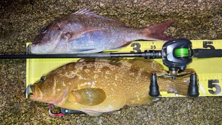 アコウとマダイをロッドと一緒に記念撮影